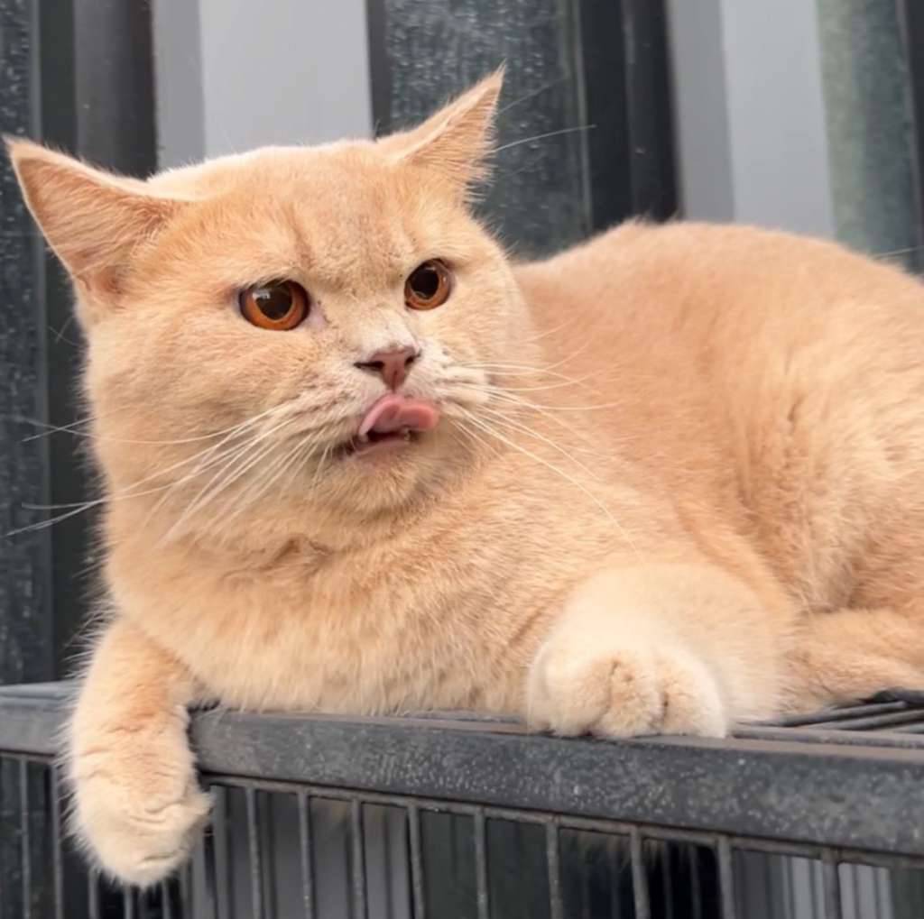 bsh-cream-jantan-79KP07NY05