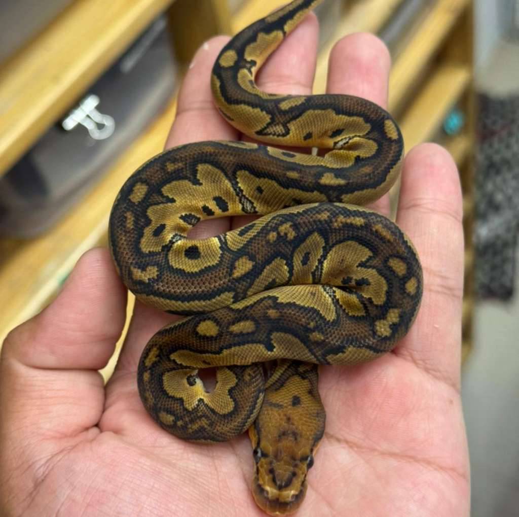 f-redstripe-clown-N7DHM0E8CZ