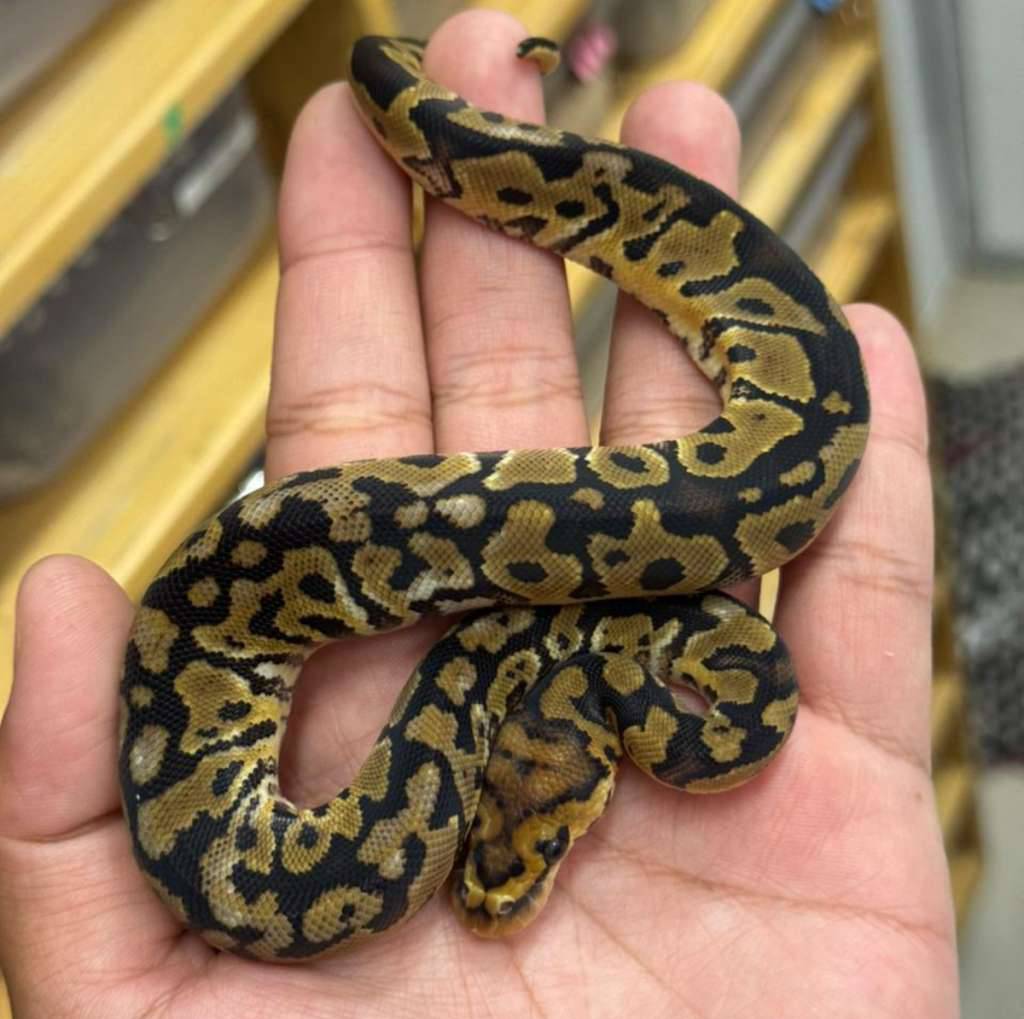 f-spotnose-clown-IC9QEMXFU5