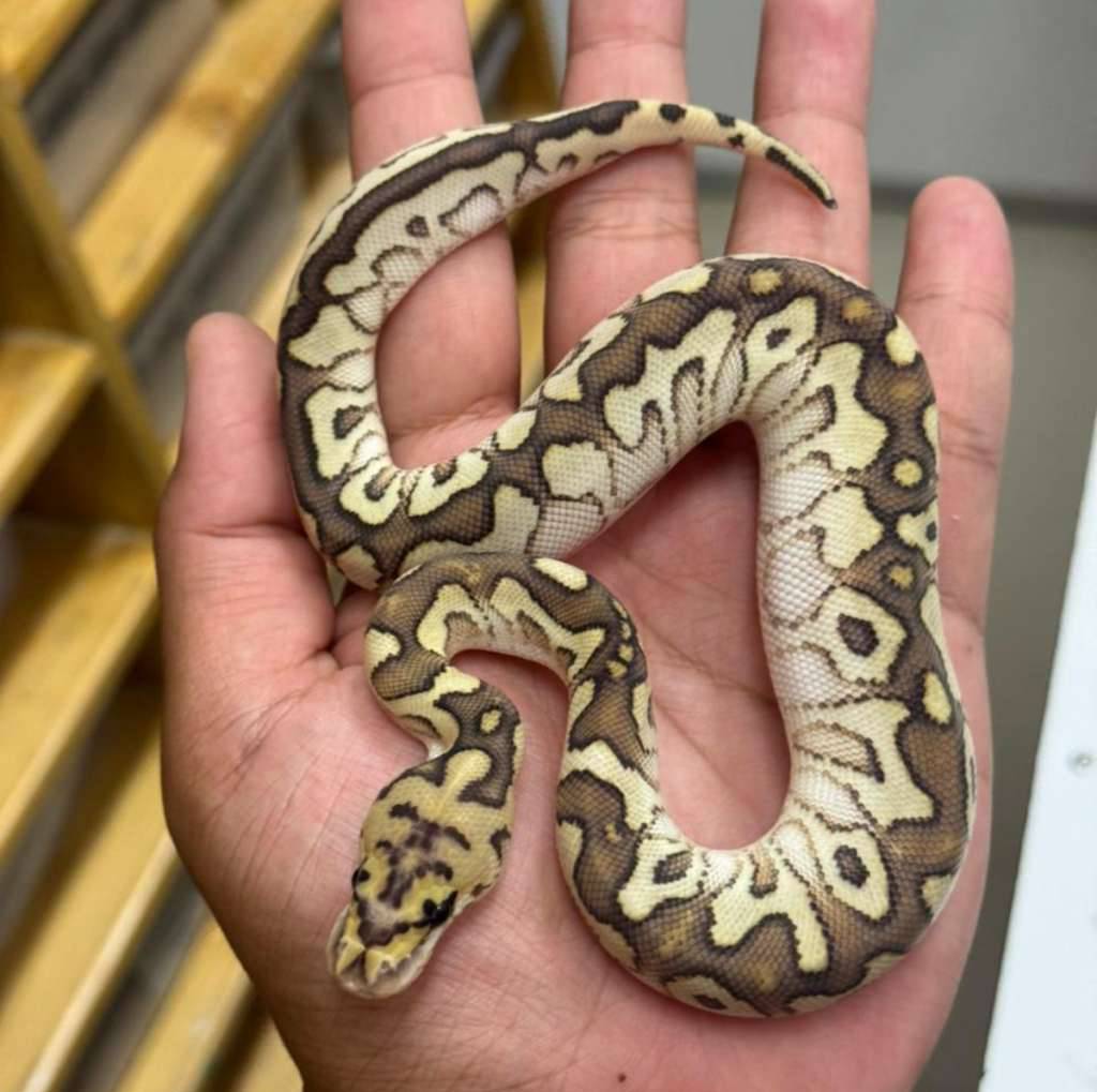 m-lesser-spotnose-clown-VLJ5S2OCUZ