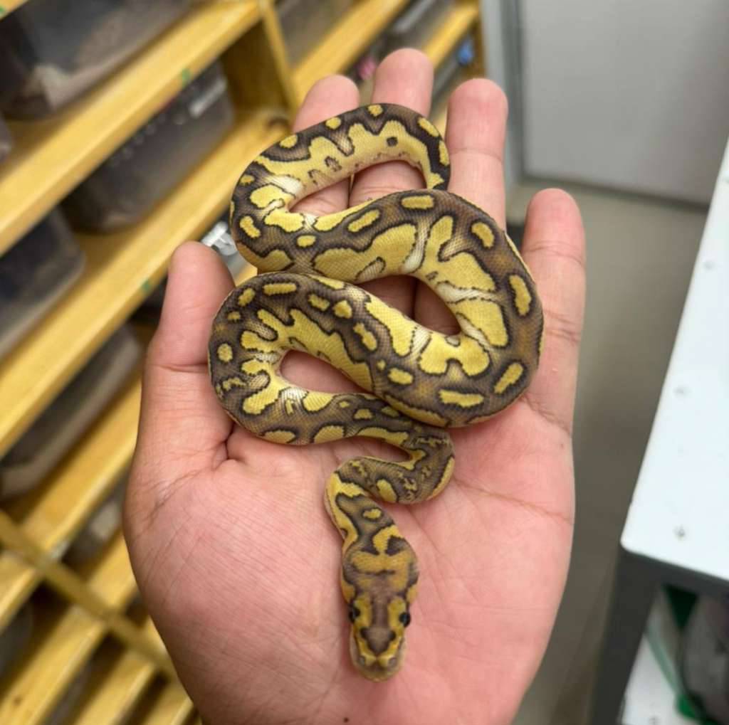 m-lesser-clown-YR6TC0PGHH