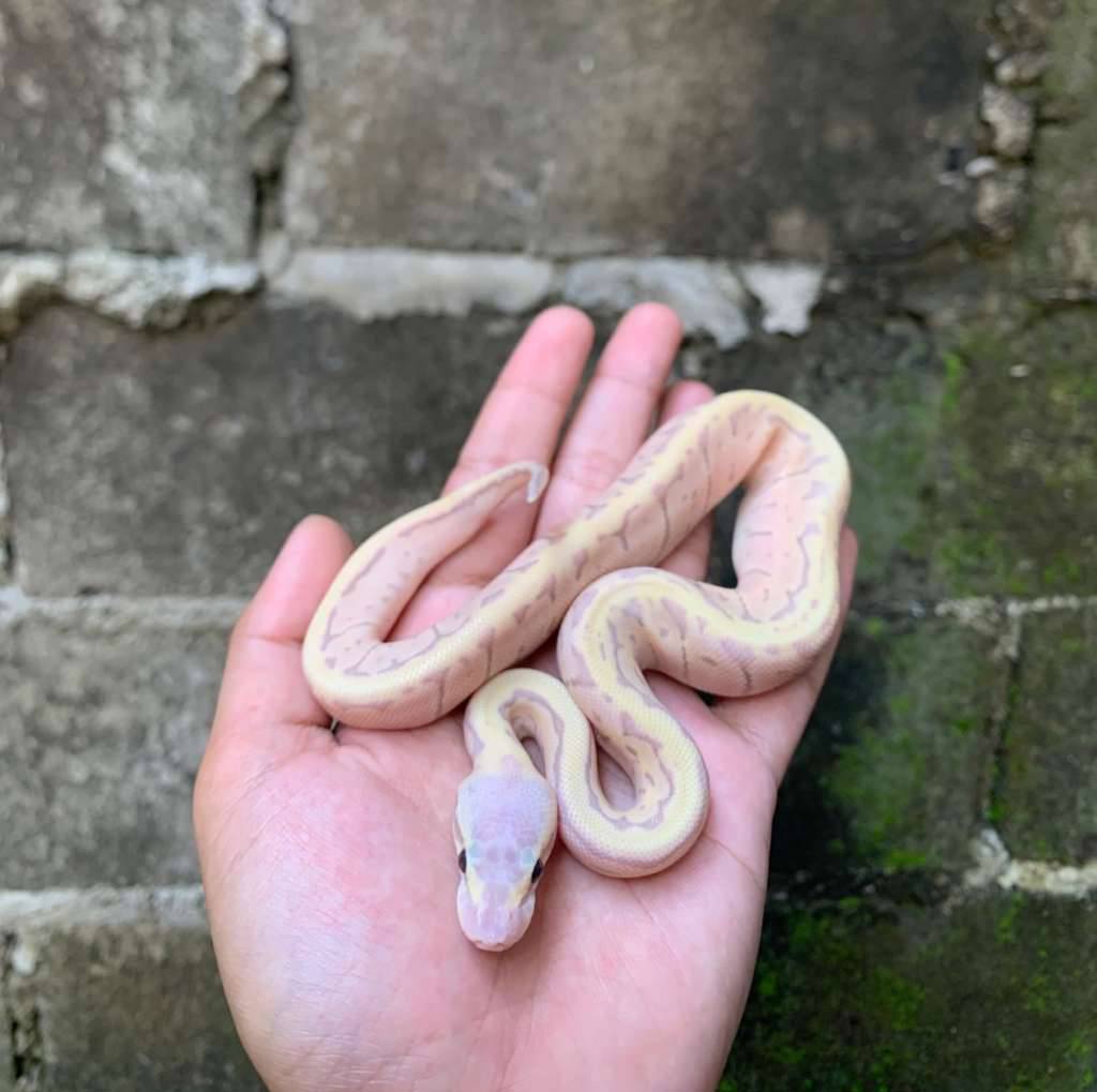 banana-super-pastel-pinstripe-UASMCZ5CTG