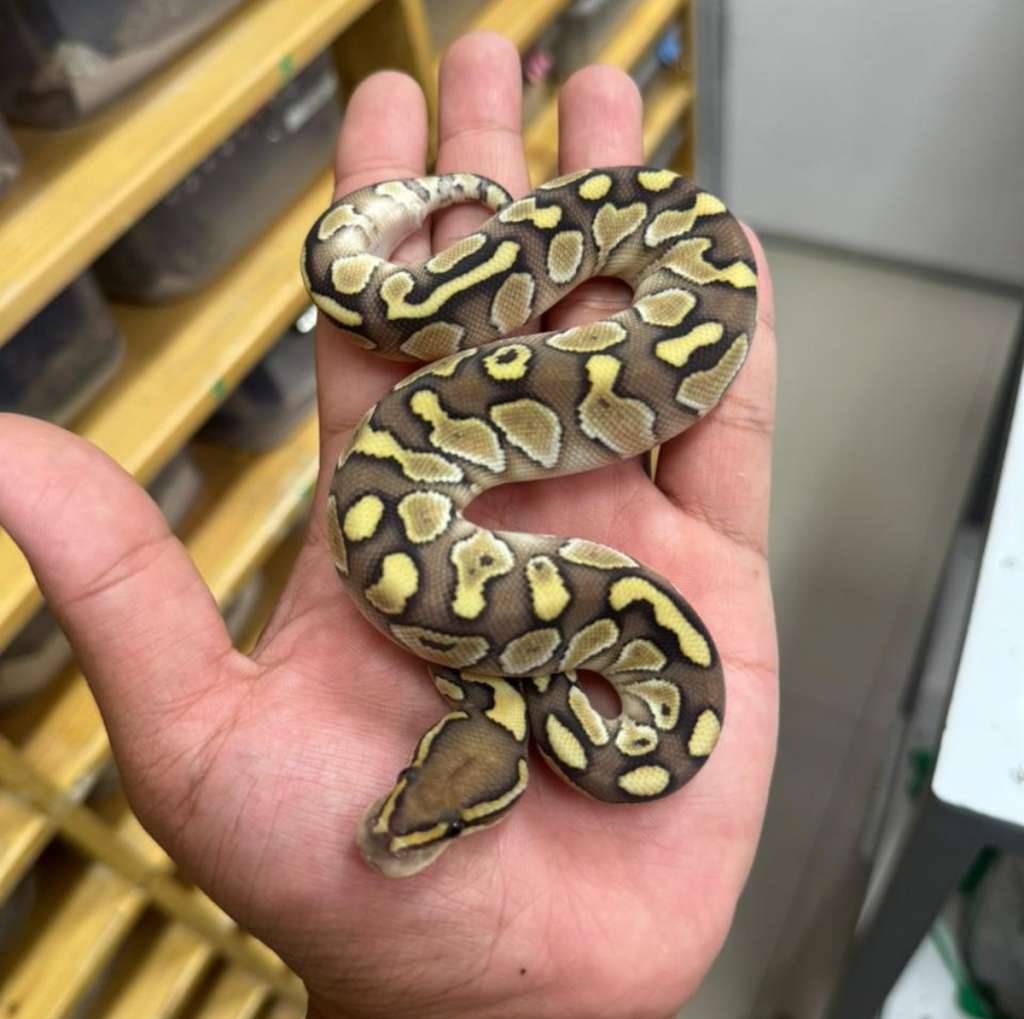 m-lesser-het-clown-KIUP822Z4V