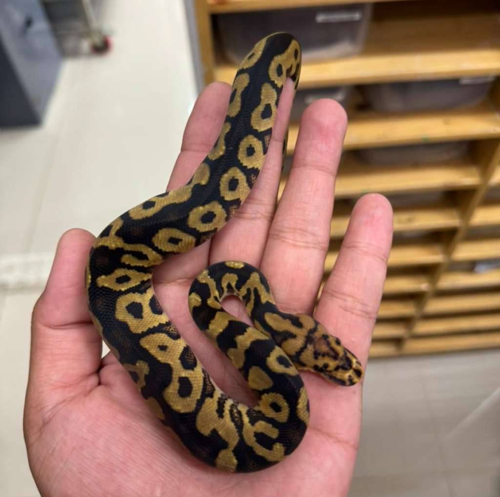 m-spotnose-clown-H0ANNZWOOL