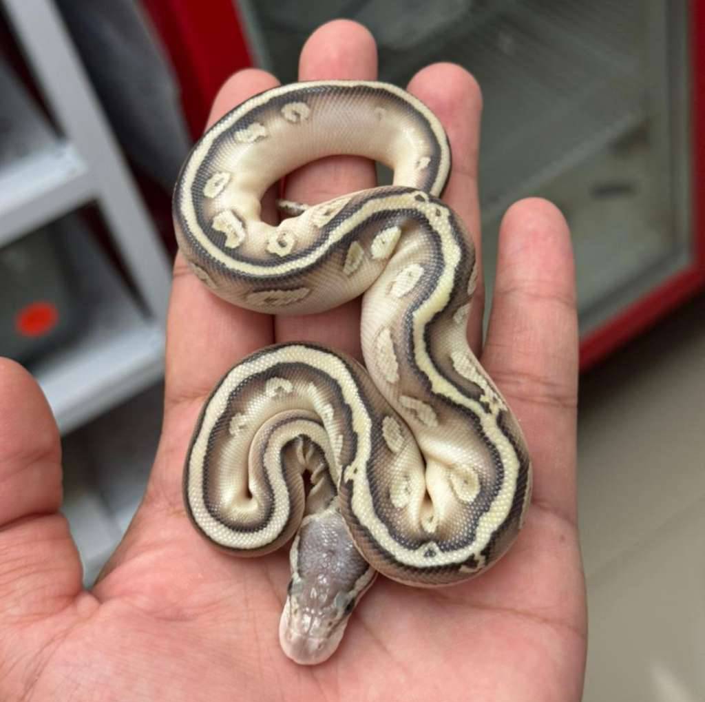 f-lesser-bongo-leopard-548QVAC2M9