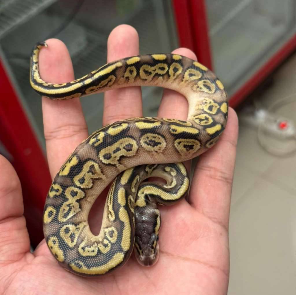 f-lesser-bongo-pastel-Q1TI8TSWWR