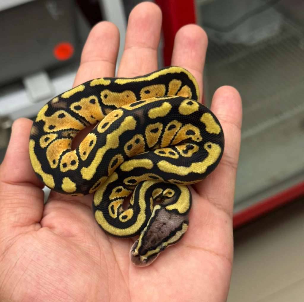 f-pastel-ph-clown-EJKQNI9OZK