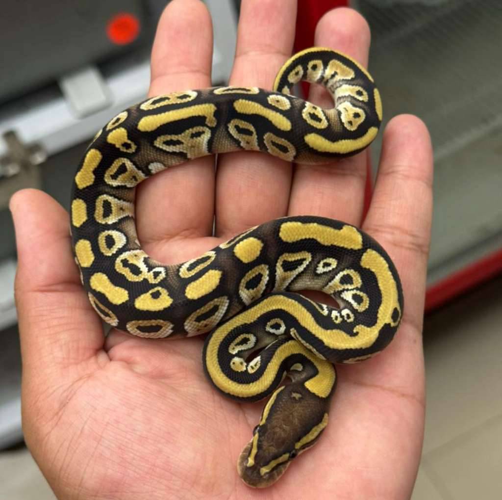 f-mojave-ph-clown-1HGYRF8J1T