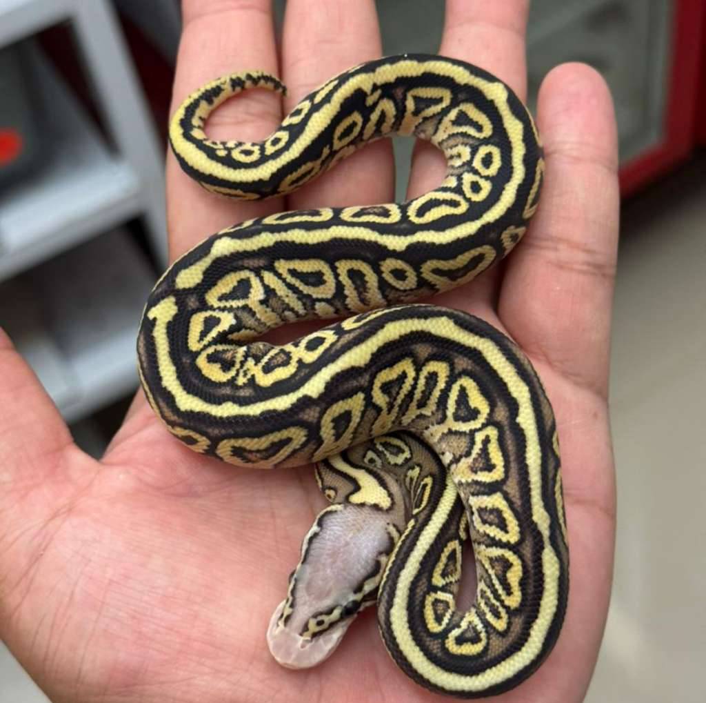 f-pastel-mojave-spotnose-ph-clown-P0M0SW85KY