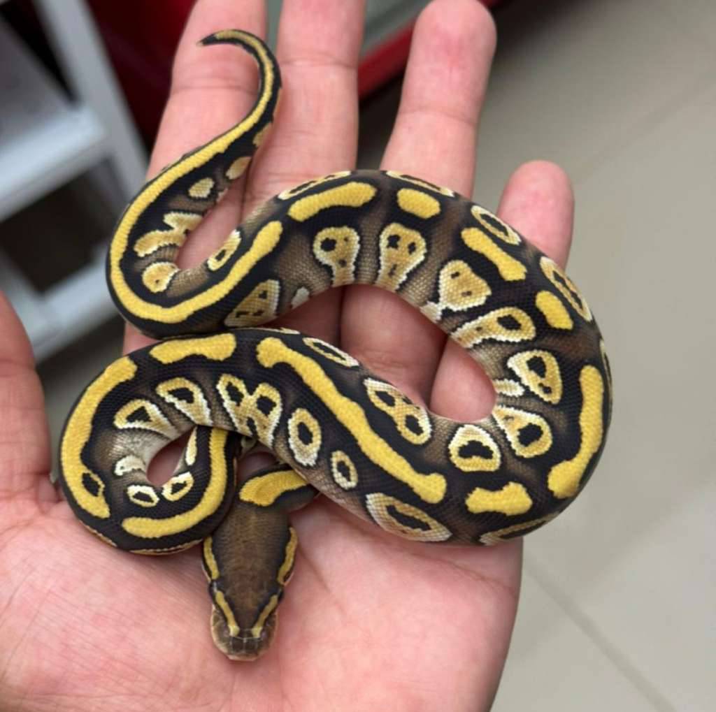 f-mojave-ph-clown-K124UZZMEX