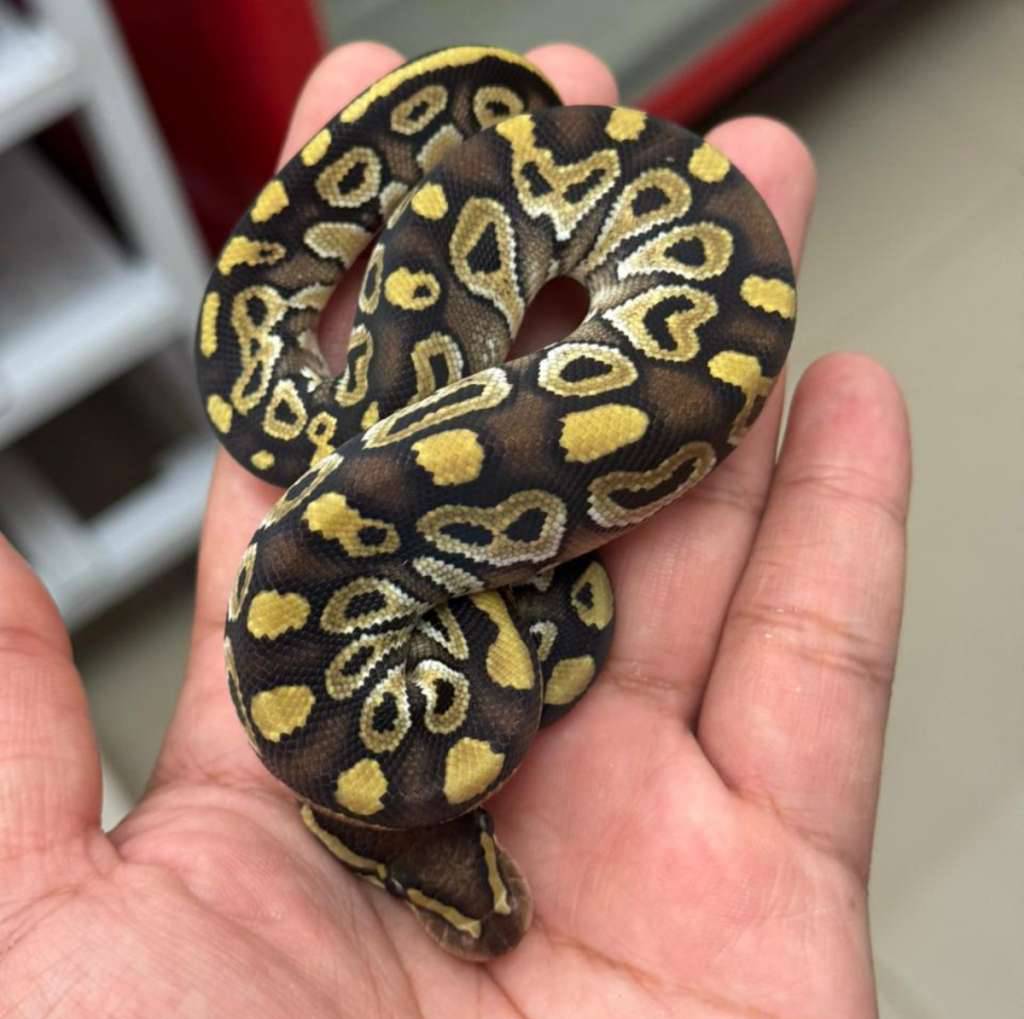 m-mojave-ph-clown-CAD1BK7UKV