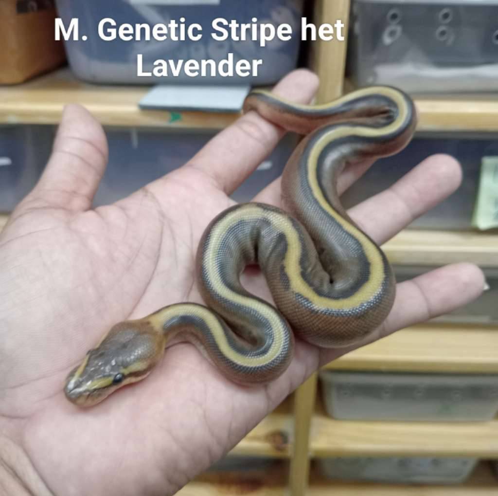 m-genetic-stripe-het-lavender-FE91FGT4ZI