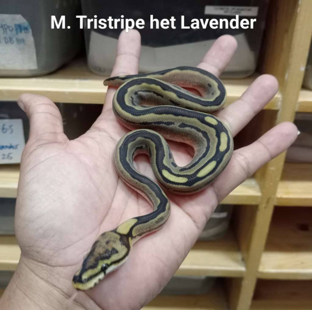 m-tristripe-het-lavender-CO1WZY5GLN