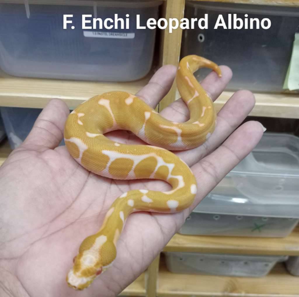 f-enchi-leopard-albino-V8BL85CTS8