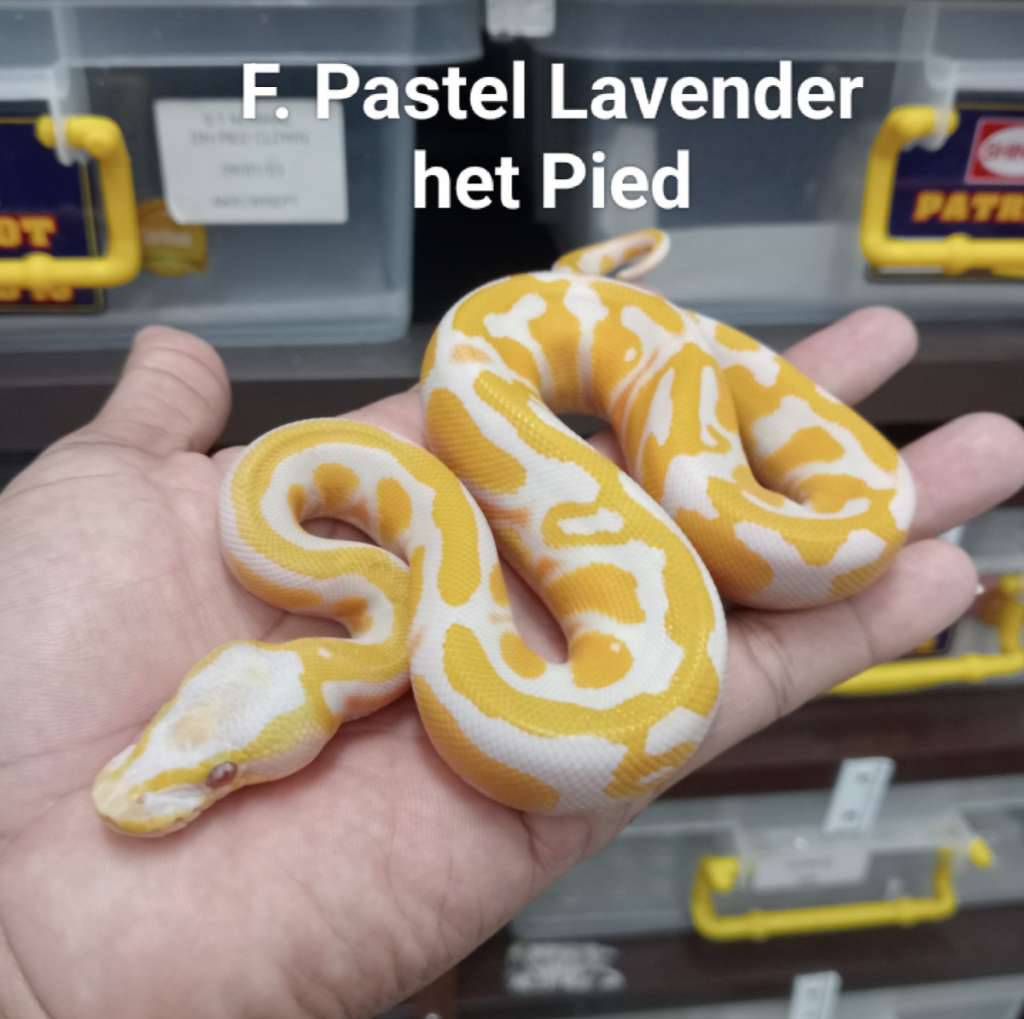 f-lavender-het-pied-86AU5EQQVP