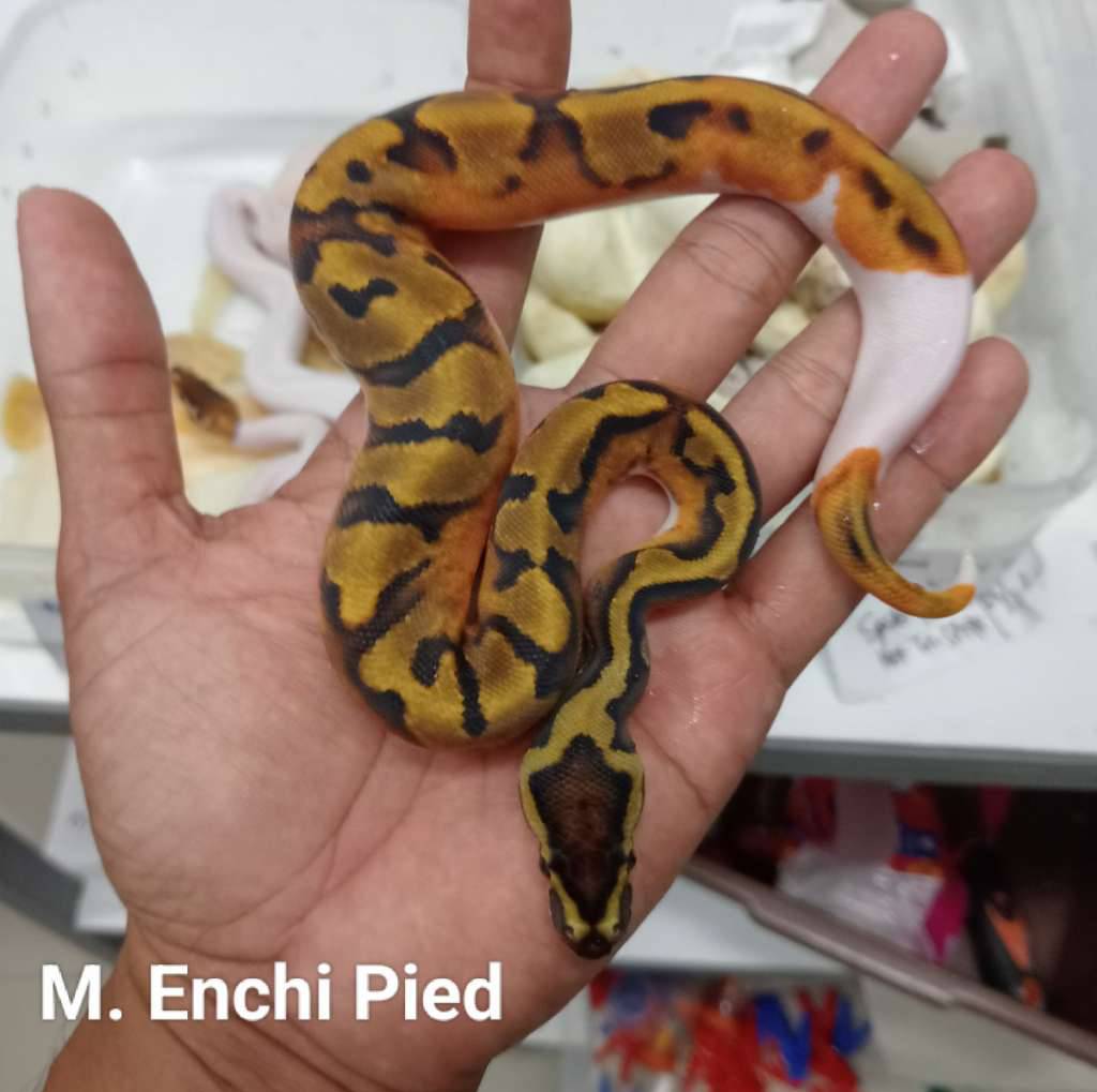 m-enchi-pied-T7YX3CC42H