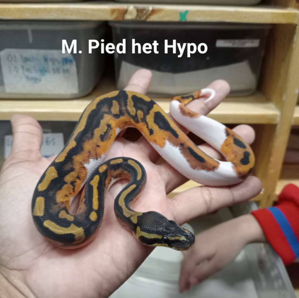 m-pied-het-hypo-3JGKJIUDOF
