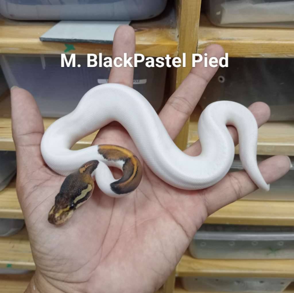 m-blackpastel-pied-FUAPUC71TS