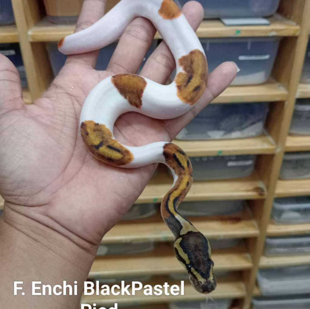f-blackpastel-enchi-pied-OI5RHNQ1AQ