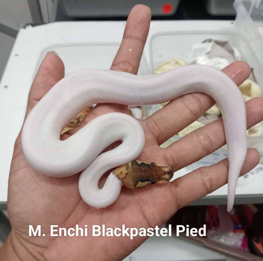 m-blackpastel-enchi-pied-3UPYIPE1W4