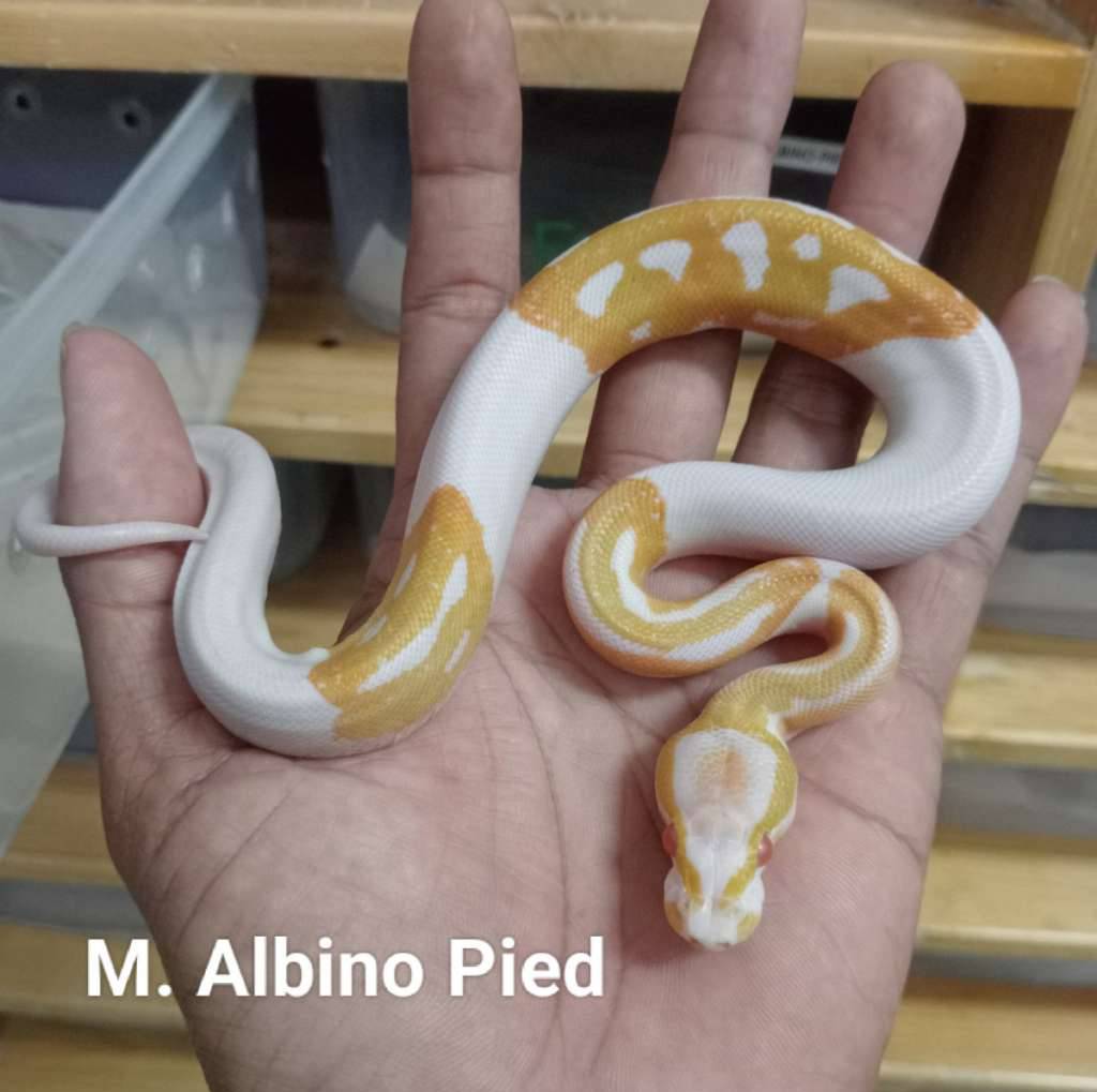 m-albino-pied-6N9HTCRVT7