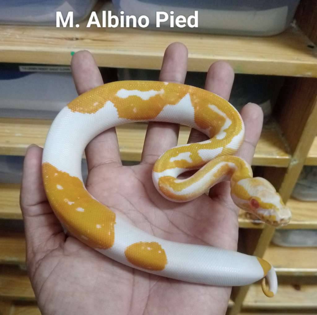m-albino-pied-N714ELK4OZ