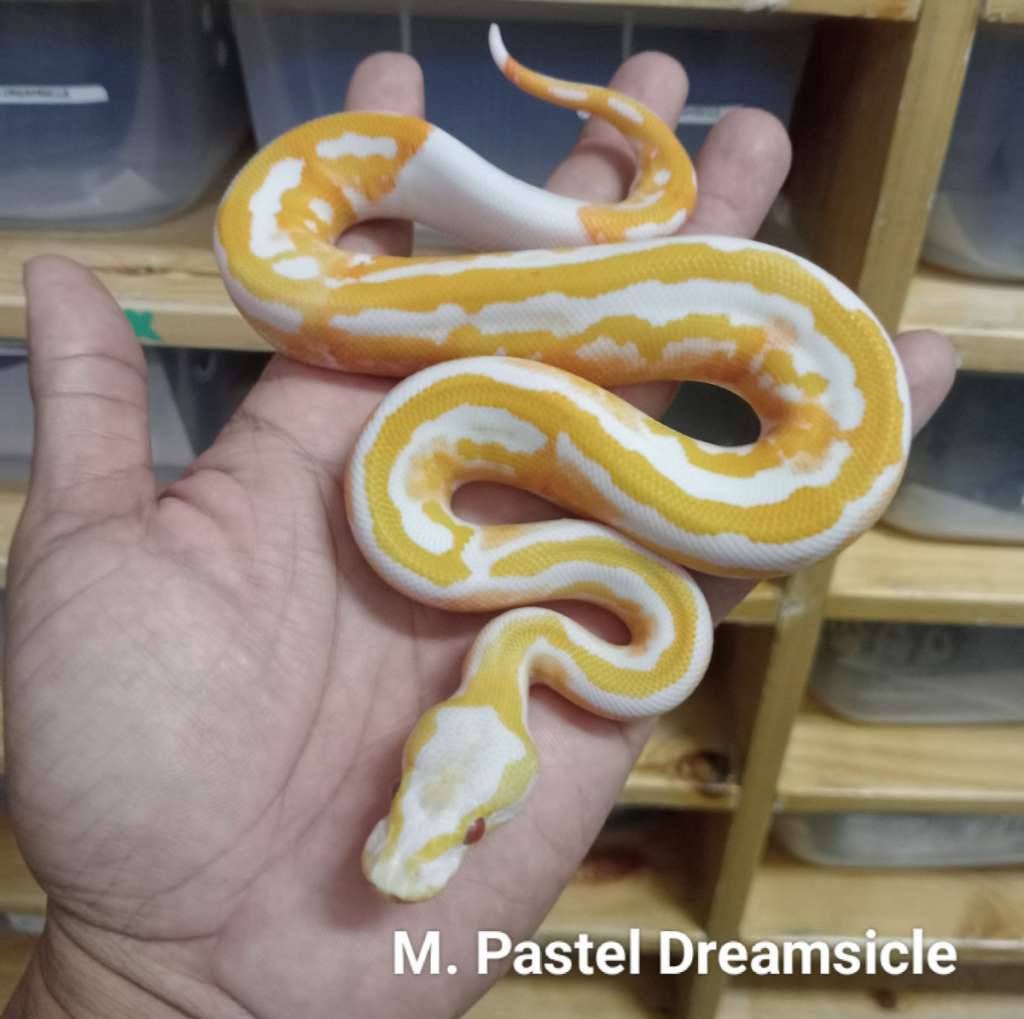 m-pastel-dreamsicle-Y5M6FOWHAD