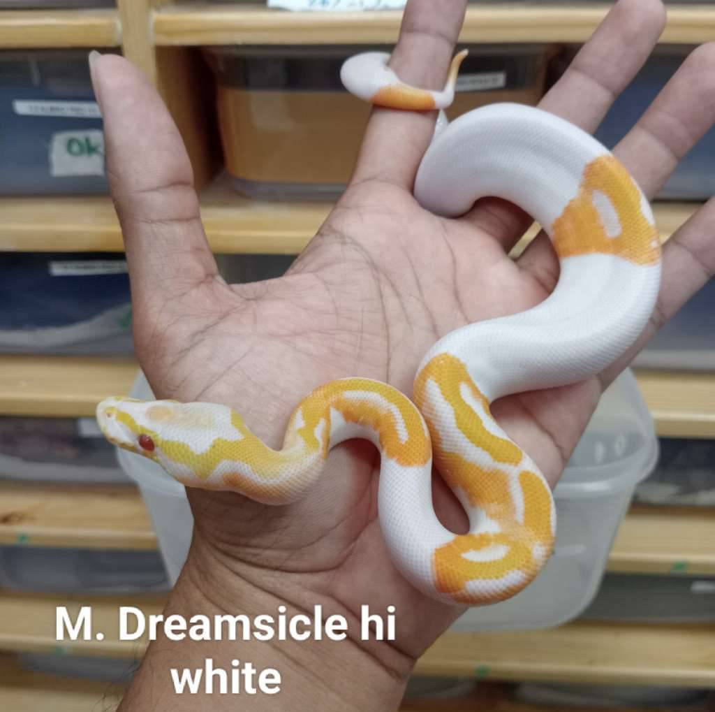 m-dreamsicle-highwhite-MIUKXMKBTG