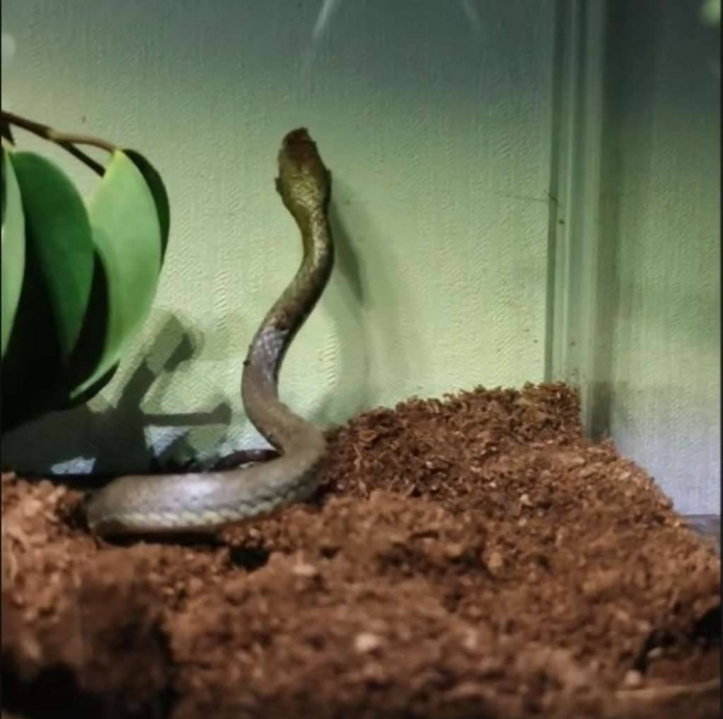 liopeltis-tricolor-ular-lidi-7Z90VW39KS