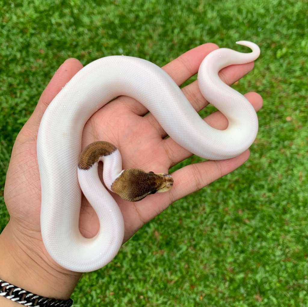 woma-cinnamon-pied-hi-white-ph-hypo-19BVGV42FJ