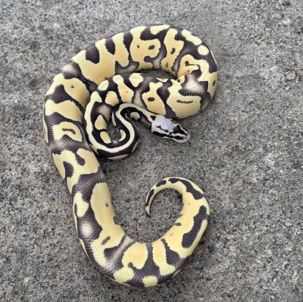 desert-ghost-pastel-poss-leopard-4T9SGY8DPI