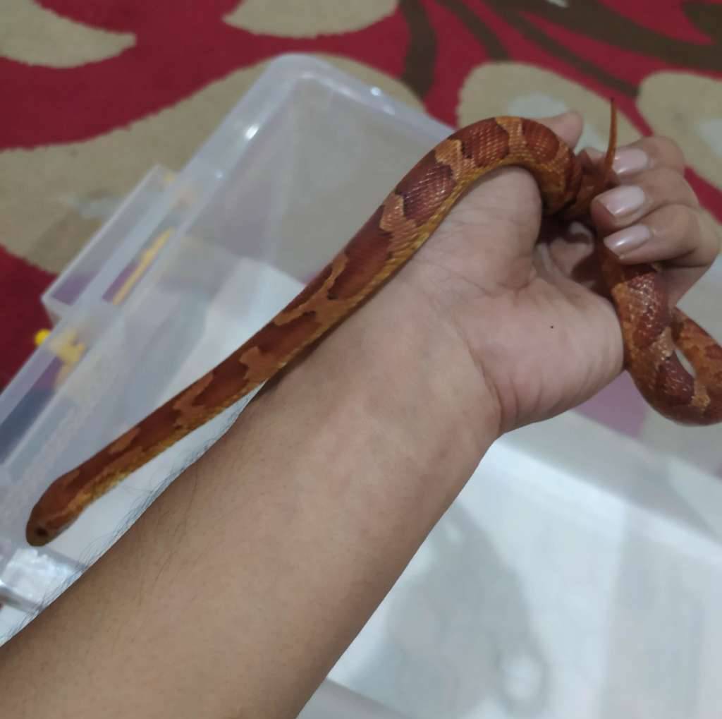 cornsnake-normal-banded-8VT7N6YTB4