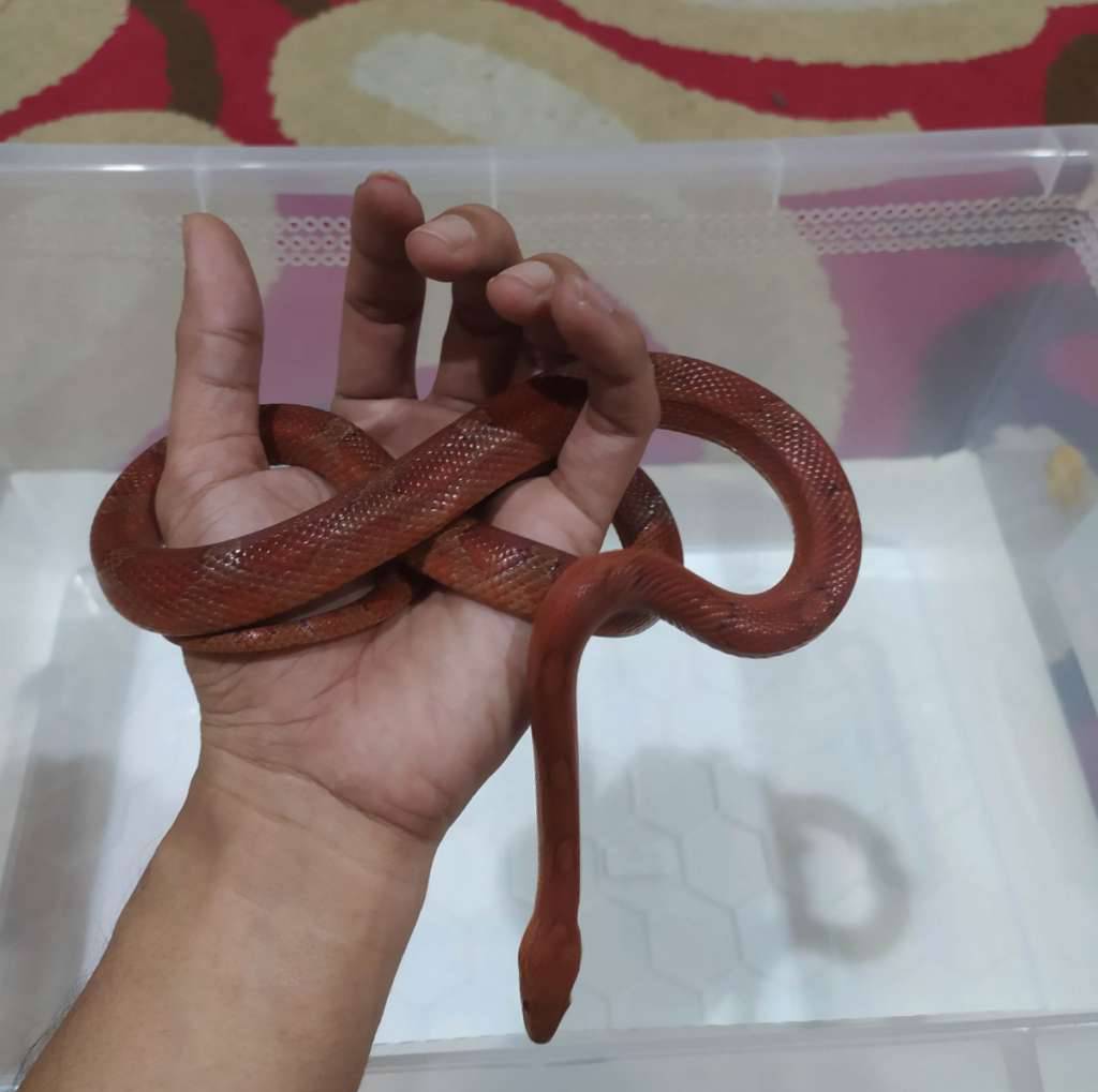 cornsnake-diffused-het-amel-ph-ultra-SDQZDT51E7