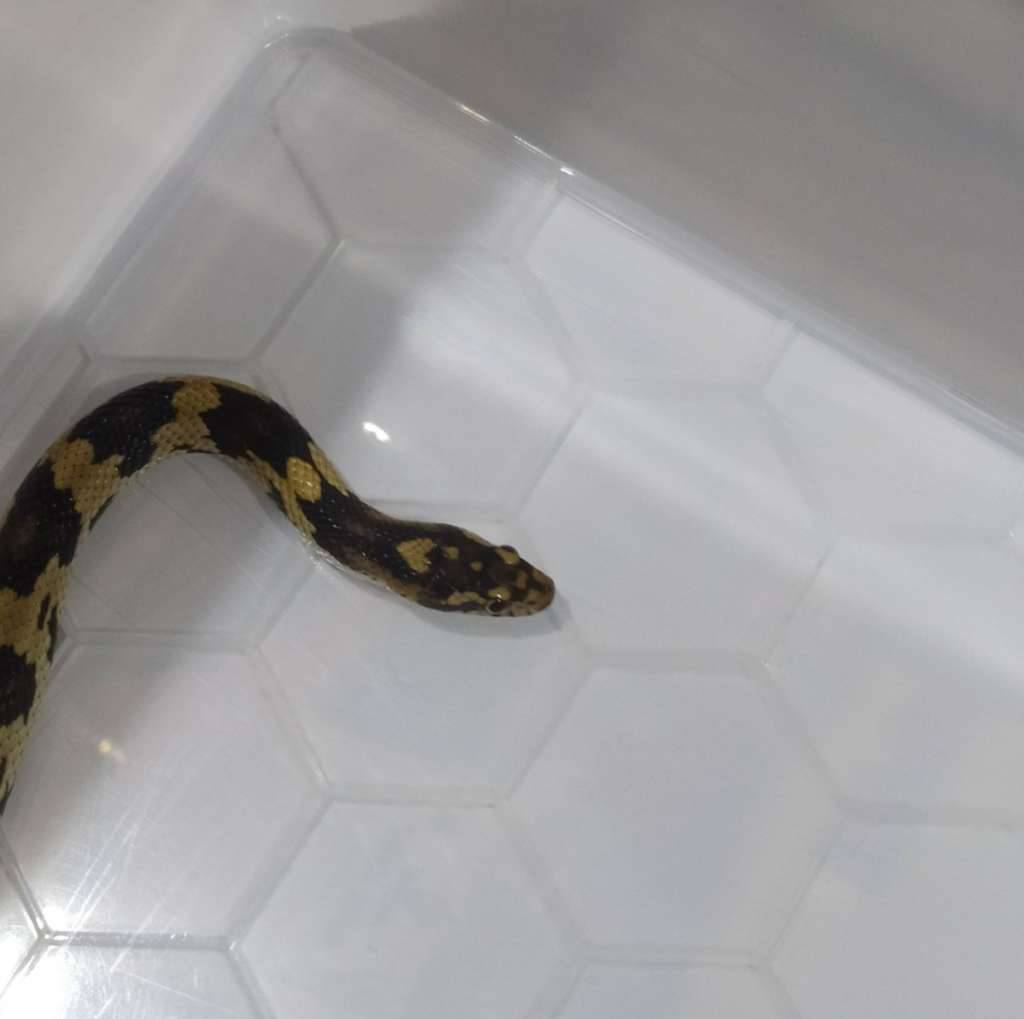 jungle-cornsnake-90J6188CYK