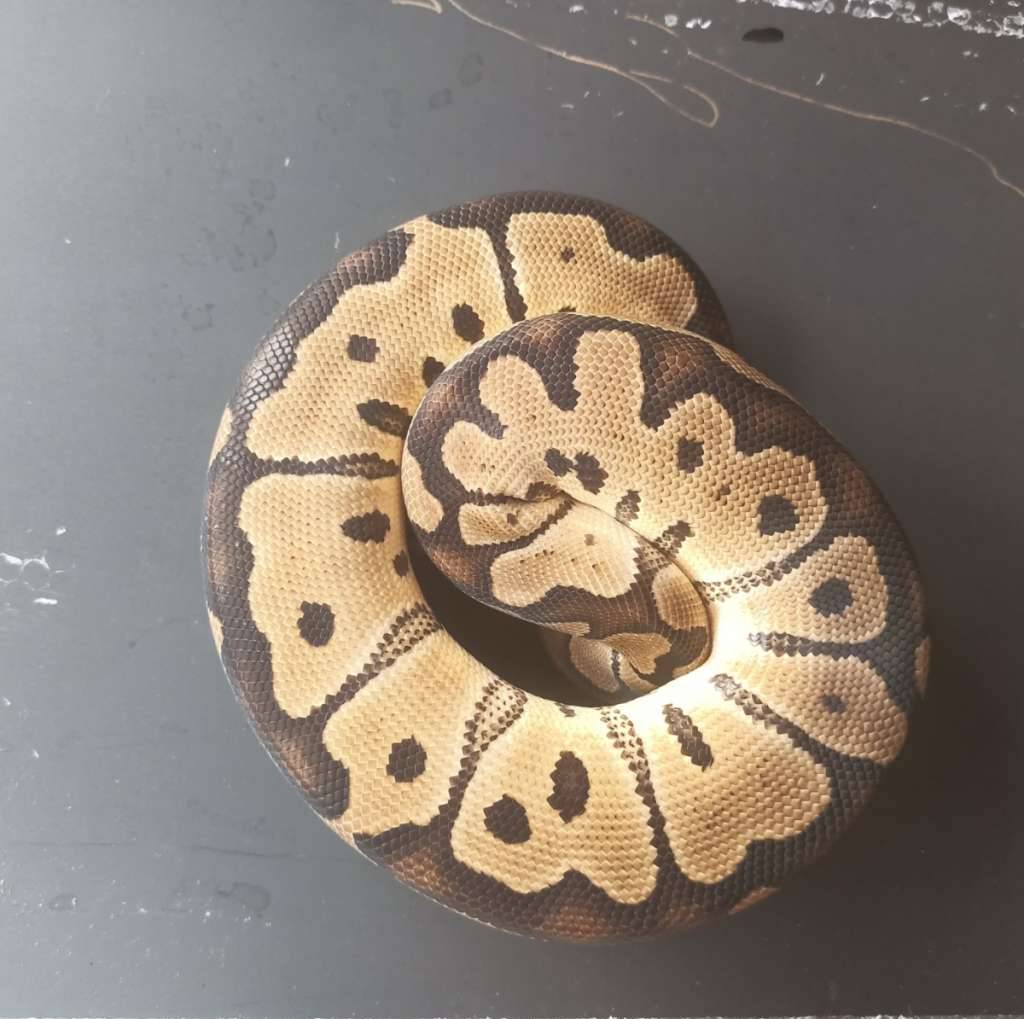 clown-poshl-het-lavender-ZJXVDY53BV