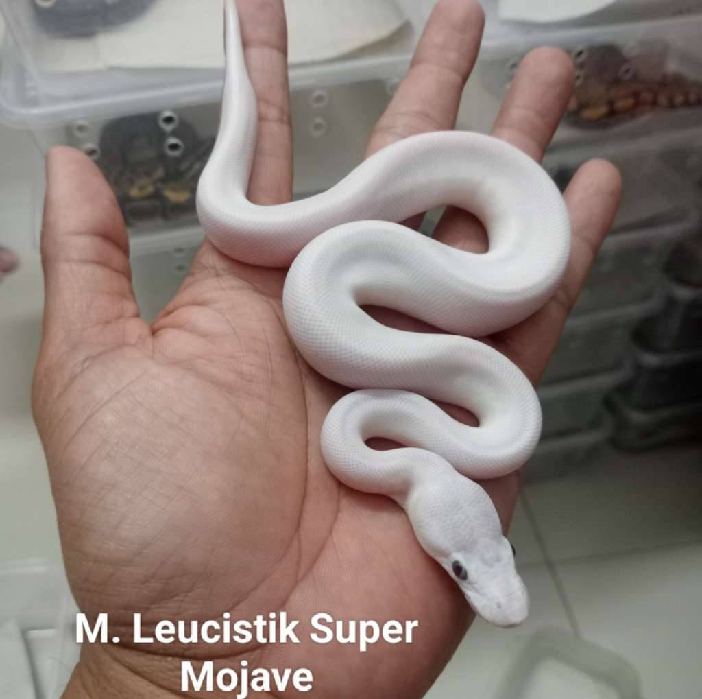 m-leucistik--super-mojave--D6DD0UWLAX