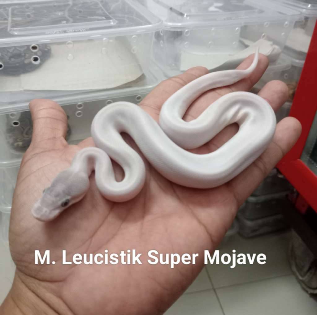 m-leucistik--super-mojave--BK6JF78NT7
