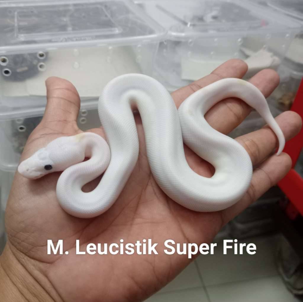 m-leucistik--super-fire--QVI3MON4CS