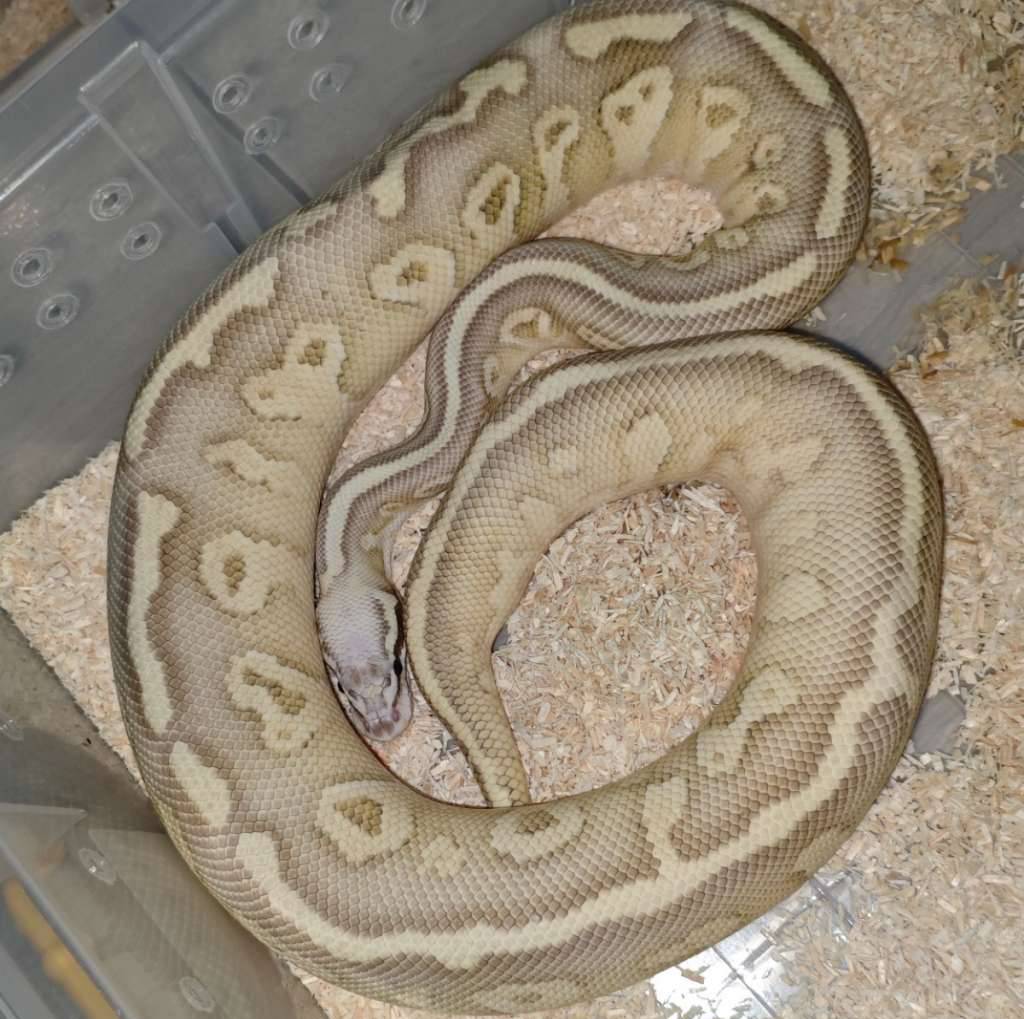 10-super-pastel-leopard-fire-lesser-het-clow-proven-AB8MXDLXZE