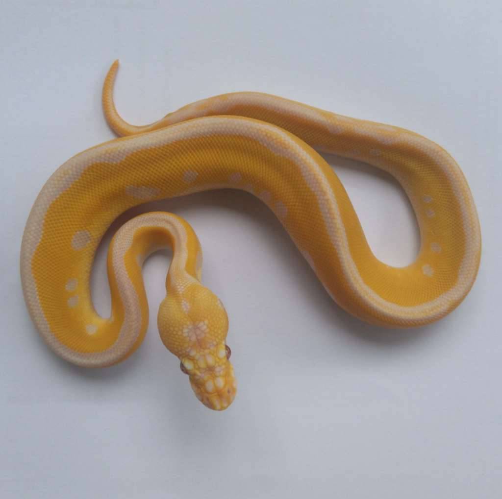 female-leo-pastel-grail-poss-dg-W8WXE6PB7Q