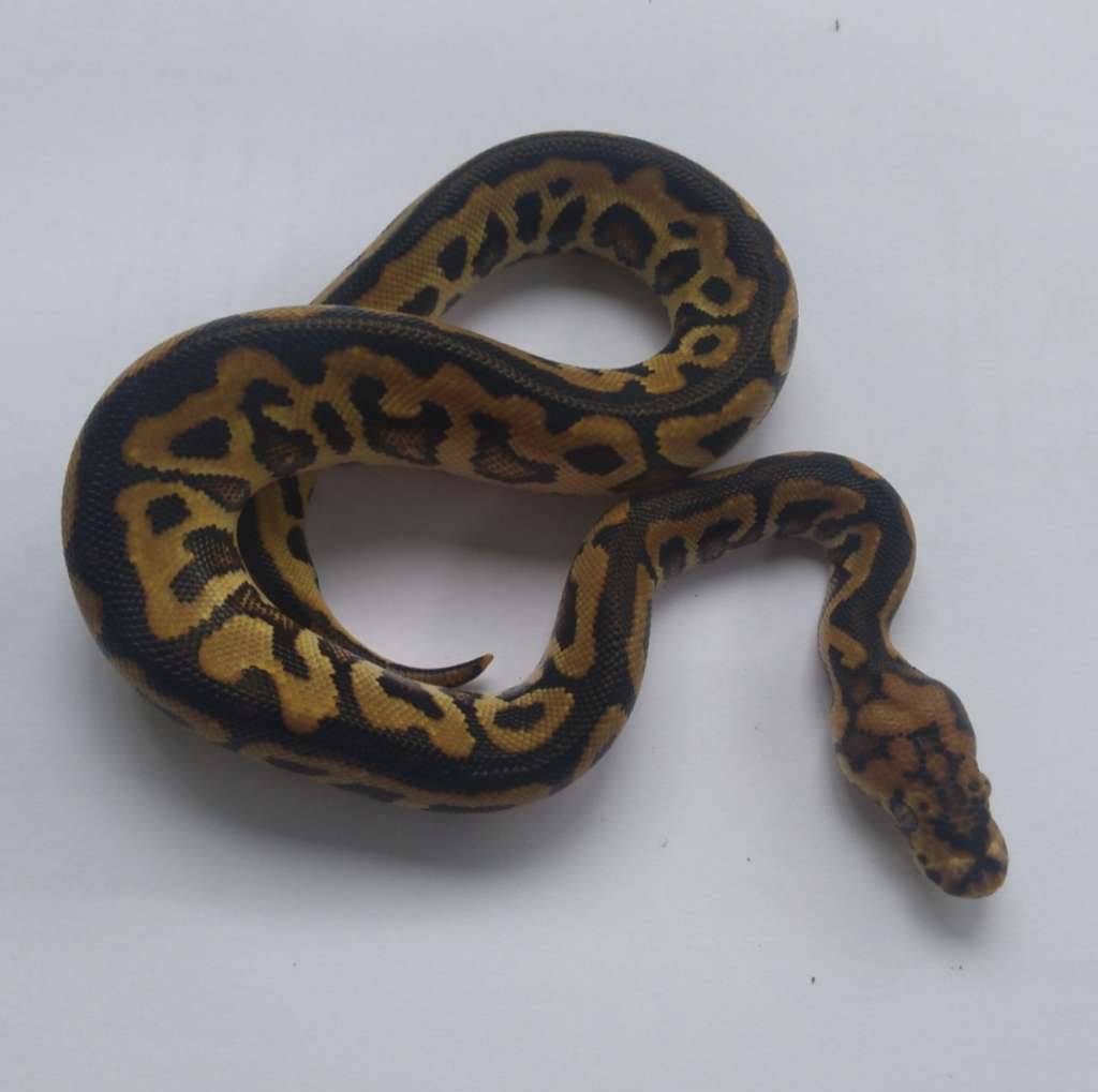 f-spotnose-clown-ph-66-lavender-dessert-ghost-KWYPZV40GF