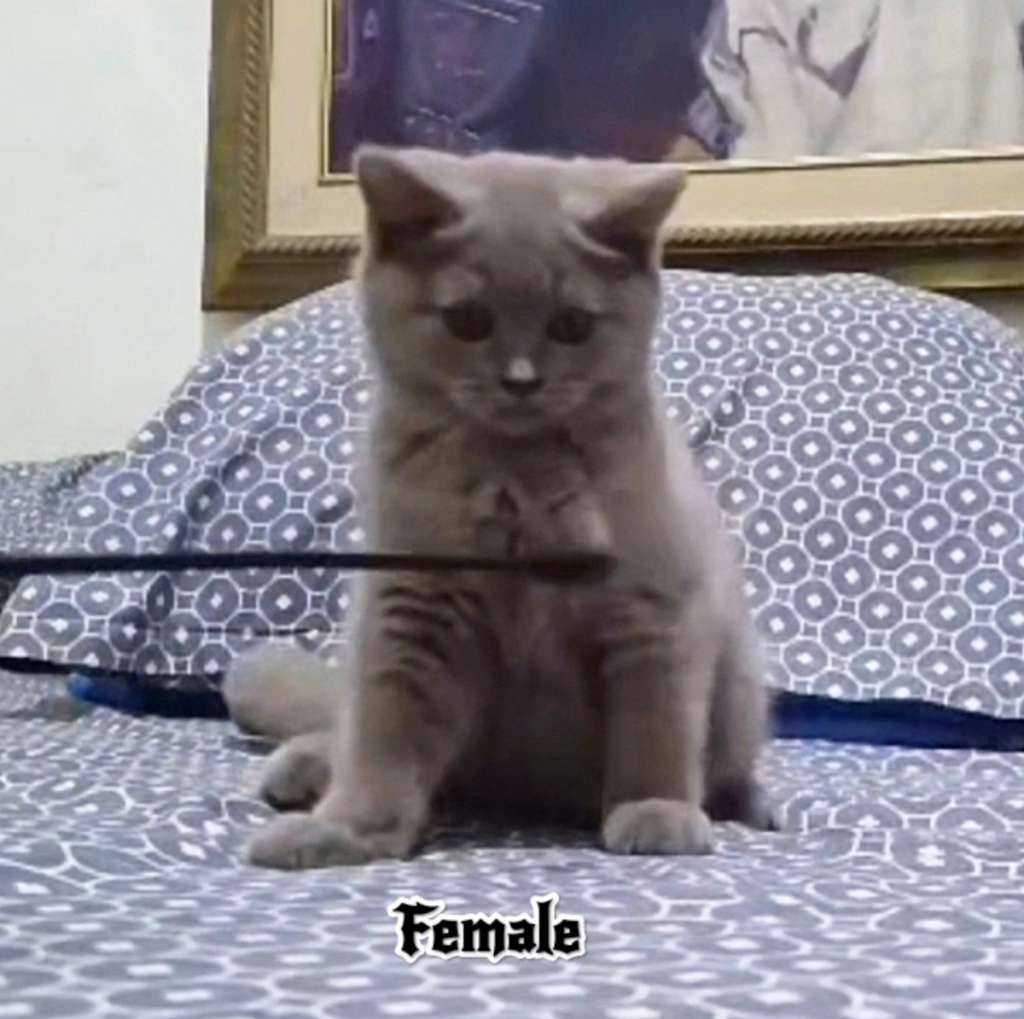 british-shorthair-bsh-kitten-KVB4Q9M3OE