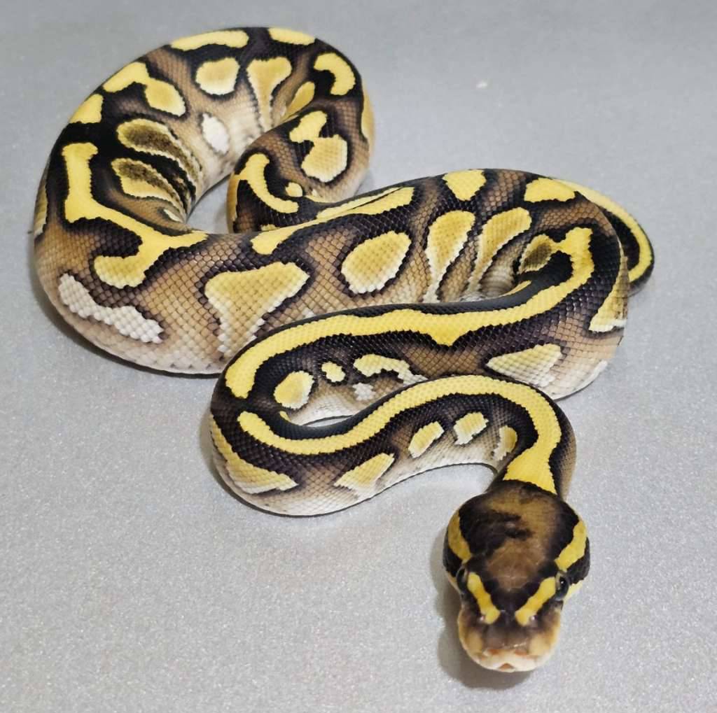 paradox-enchi-lesser-yb-het-clown-E26K6AA64P