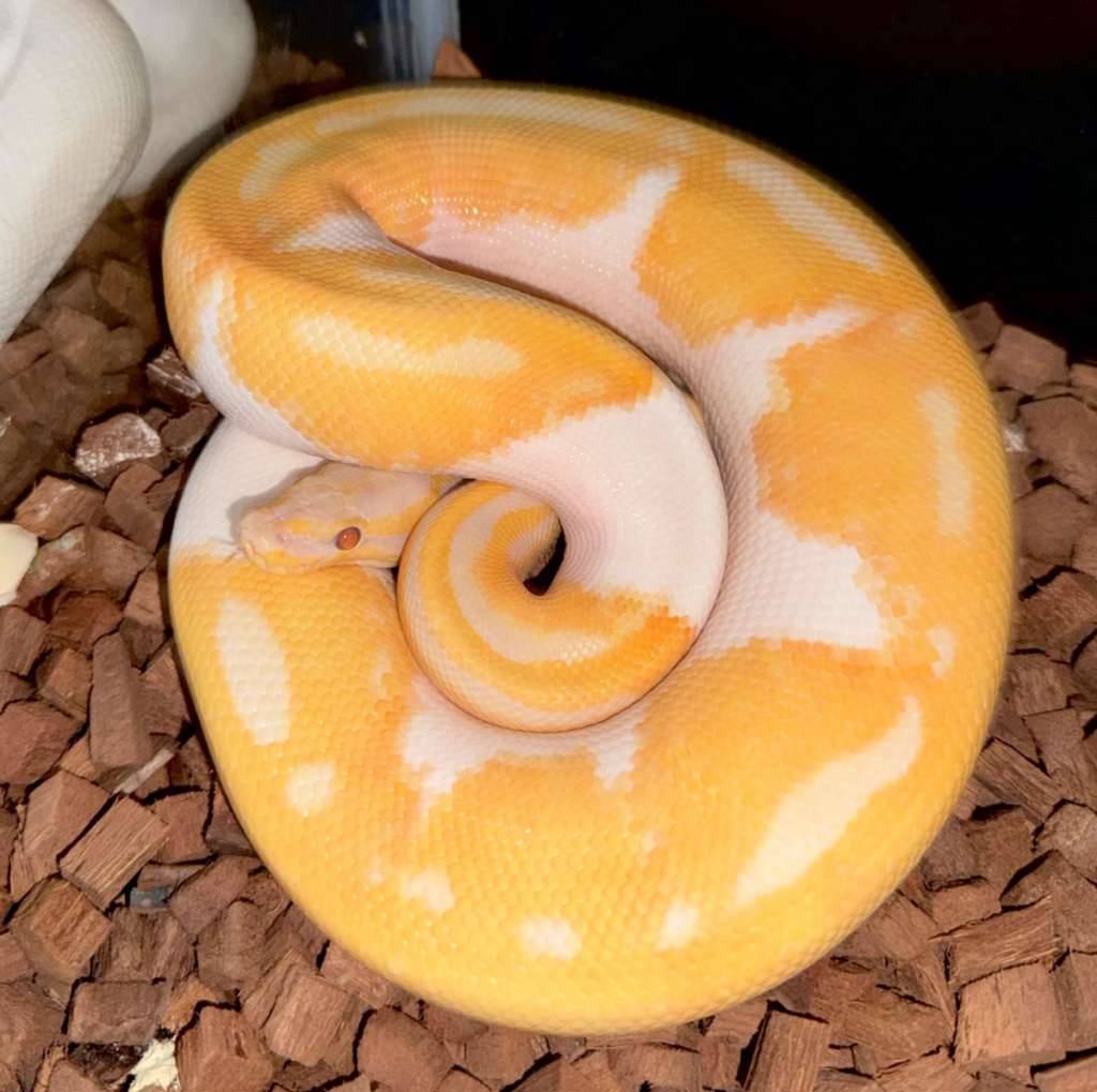 dreamsicle--lavender-pied-0Q7LG9LR27