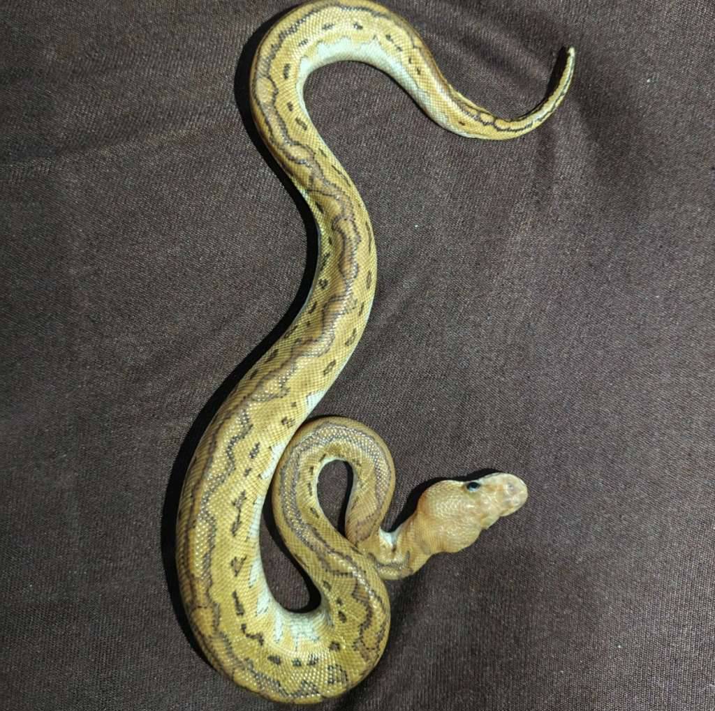 black-pastel-pinstripe-clown-QUDYNLUPXG