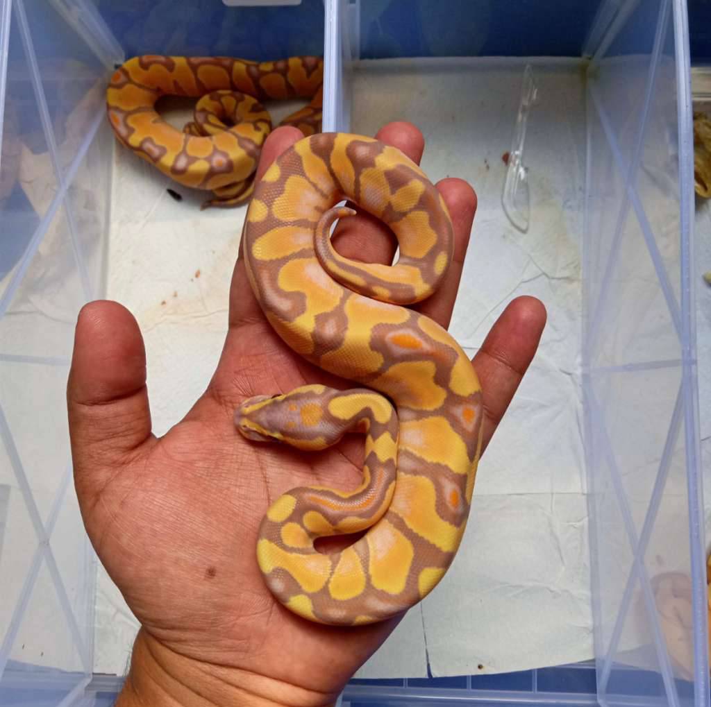 banana-enchi-male-6Z2OBI7N7G