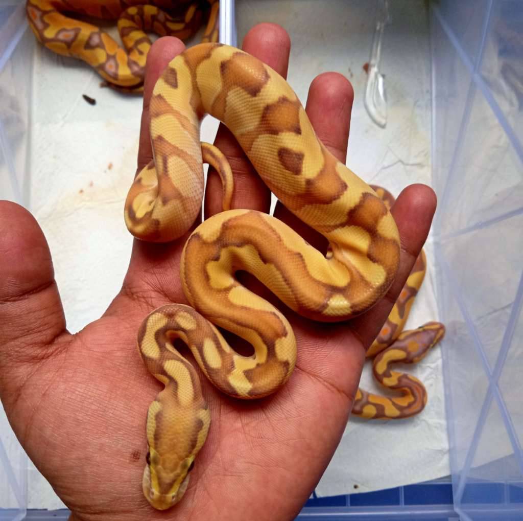 banana-lesser-enchi-male-GUQ77HBZ5R