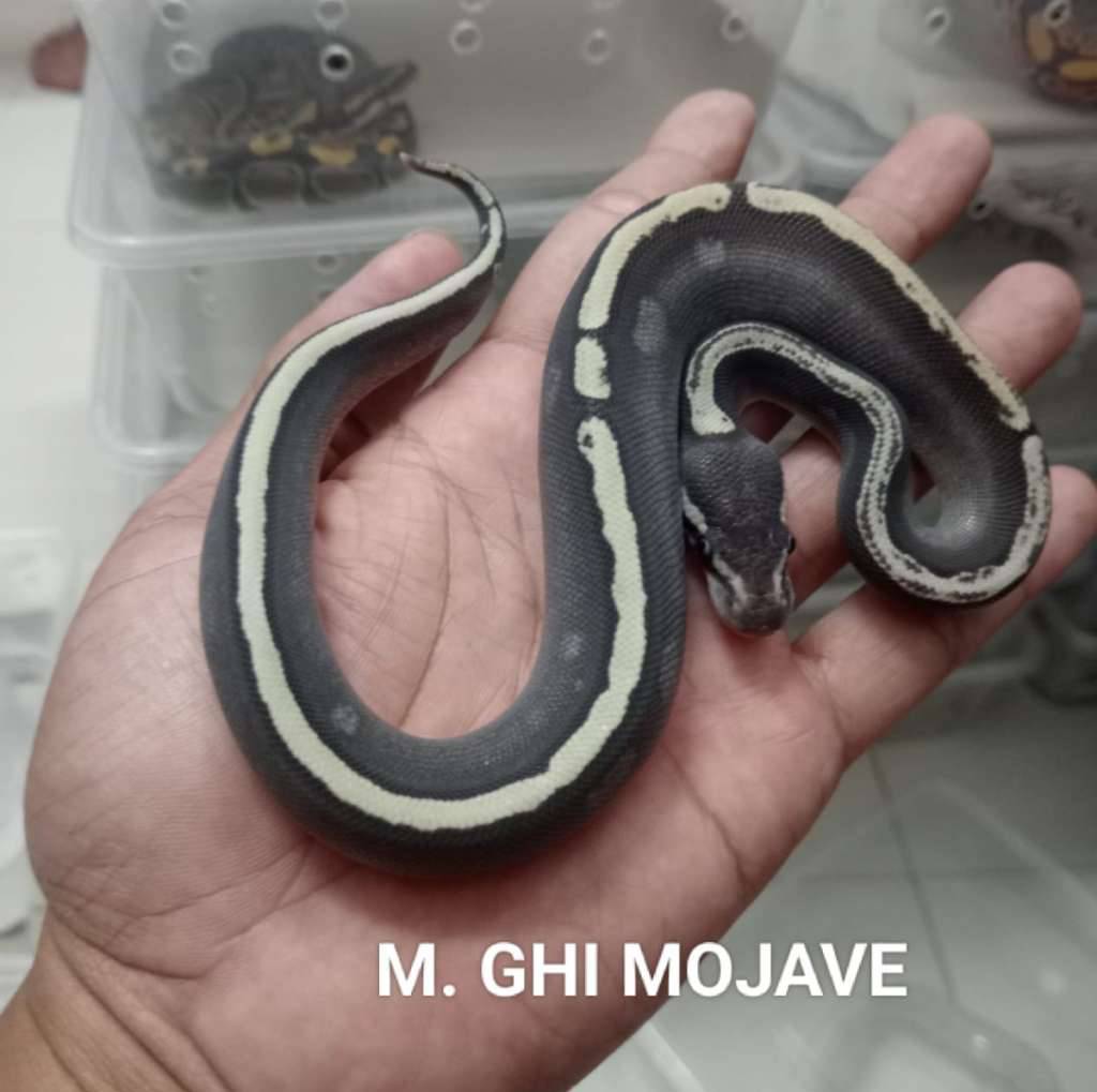 m-ghi-mojave-HAV37OYQB2