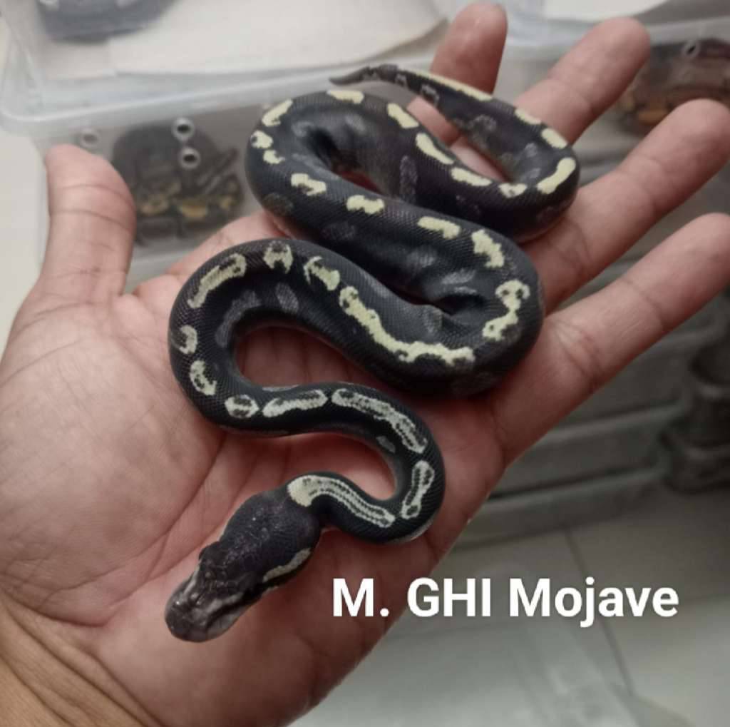 m-ghi-mojave-YAV435VZC4