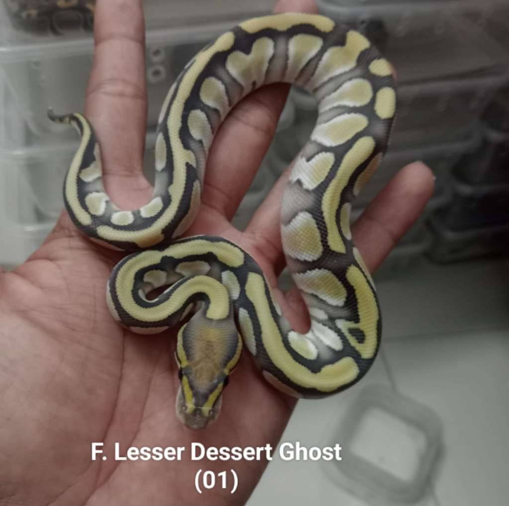 f-lesser-dessert-ghost-PD43GQSIMU